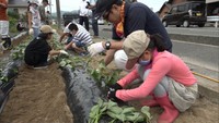 園児らがサツマイモの植え付け体験　「ベニアズマ」のつる約500本を植え付け　香川・土庄町