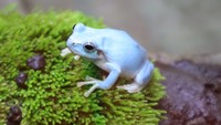 珍しい青い二ホンアマガエル　四国水族館で5日から展示　香川