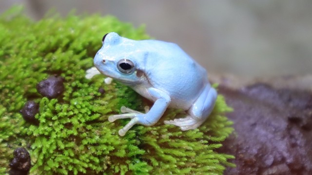 珍しい青い二ホンアマガエル　四国水族館で5日から展示　香川