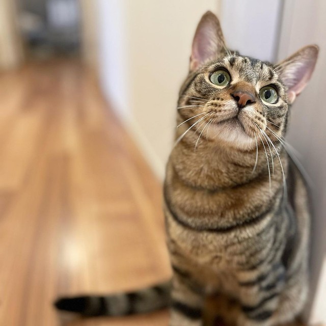 なかなかのイケニャンコでしょ？