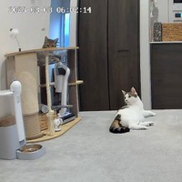 朝6時、部屋が明るくなるとーーお皿には残ったごはんが。そばでくつろぐゆき丸くん（画像提供：とらまるらんまるさん）