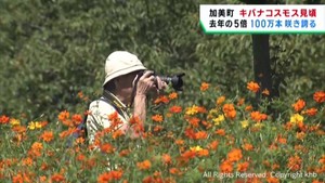 キバナコスモスが見頃　宮城・加美町やくらいガーデンに秋の気配