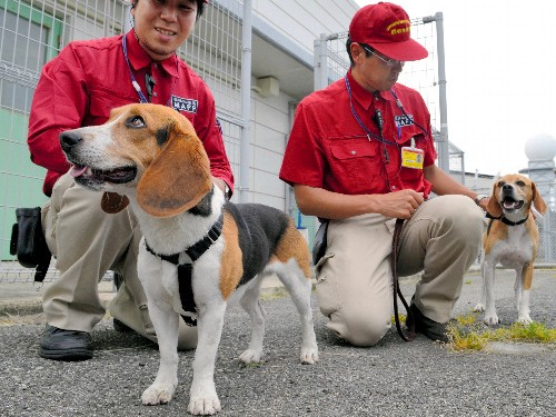 保護施設出身のビーグル、検疫探知犬デビュー　関西空港