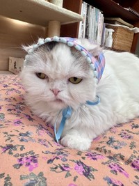 怒っているのかすごく悪そうなお顔のふーちゃん（提供：ｆｕｕ_ｃｈｉｒｏｒｕさん）