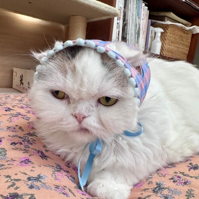 怒っているのかすごく悪そうなお顔のふーちゃん（提供：ｆｕｕ_ｃｈｉｒｏｒｕさん）