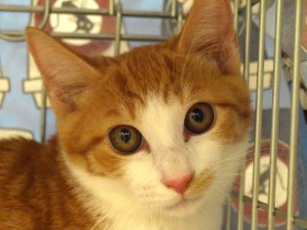 ４日間で300匹以上の保護猫を紹介　新宿の百貨店で譲渡会