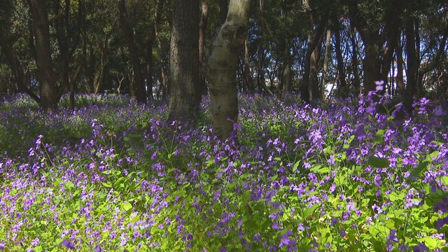 香川県坂出市の番の州公園　4月1日