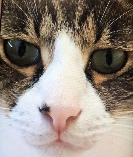 きりっとした表情