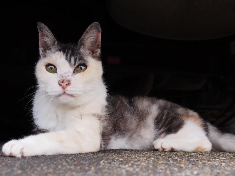 車の下で涼む。瞳に青空が映る