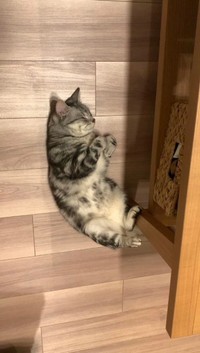 スヤァ…（画像提供：あんこさん）