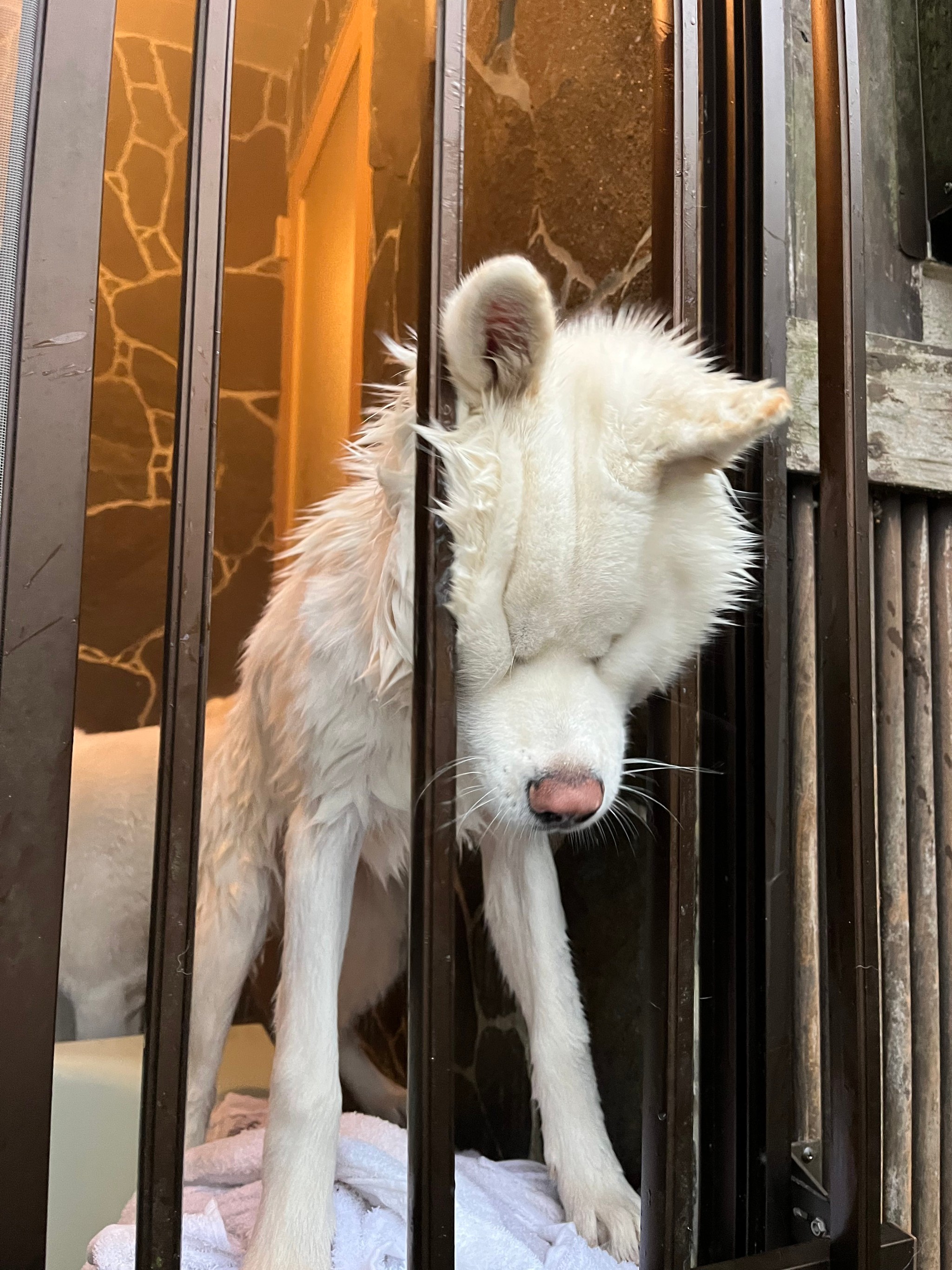 犬に噛まれてボロボロで原型止めてません - トップス 