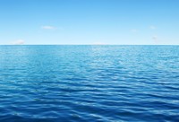 海でフラミンゴを保護！？※画像はイメージです（Alekss/stock.adobe.com）