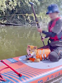 「SUP（サップ）」に挑戦したおだしくん（画像提供：柴犬おだしさん）
