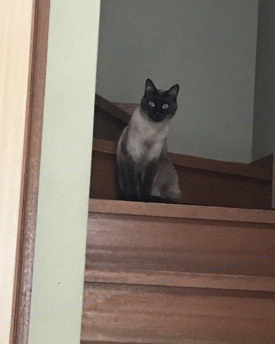 かくれんぼしてたんだけど……