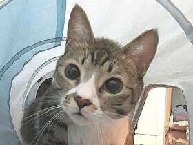 大病にたらいまわし……暗い目をした保護猫は、今では私の大切な宝物　雑種「ミレ」