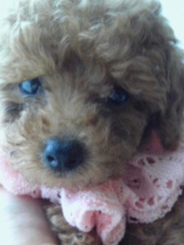 家にきたころの「むぎ」

