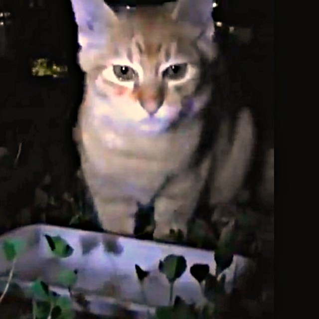 保護前、暗闇に佇むこいもちゃん（画像提供：こいもちゃんさん）