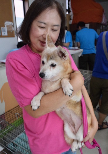 おとなしく抱かれる柴犬＝アニマルハートレスキューで