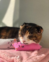 枕の使い方も心得ています