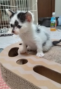 お迎えしたころ、小さくて愛らしいシャネルちゃん（画像提供：らいらいももさん）