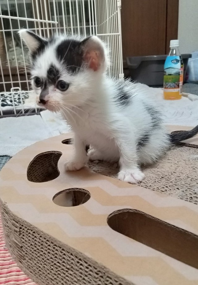 お迎えしたころ、小さくて愛らしいシャネルちゃん（画像提供：らいらいももさん）