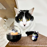 凛々しい表情がかっこいいむすびくん（画像提供：猫のしお むすび 飼い主はろでさん）