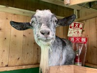 ヤギのキャサリン（長崎バイオパーク提供）