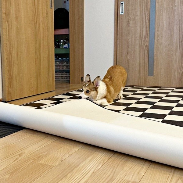 カーペットをめくっている現場を発見されたボスくん（画像提供：一番星ぶん太 B.B.B Corgisさん）