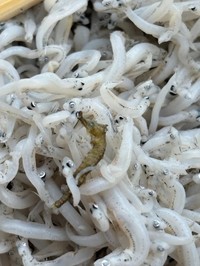 SNSでも驚きの声が相次いだ一匹／もりやんさん（@moriyan18）提供