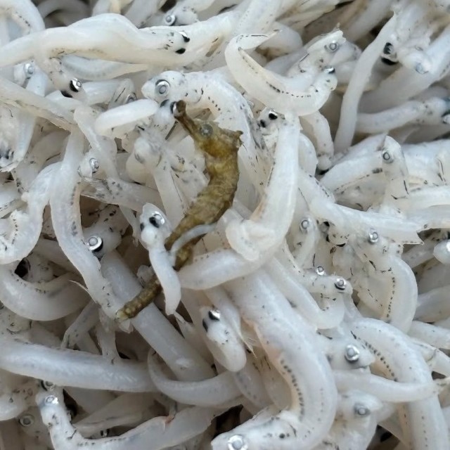 SNSでも驚きの声が相次いだ一匹／もりやんさん（@moriyan18）提供