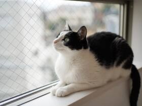 MIX猫の「あんこ」は今日もまた　家で一番高い窓で“ニャルソック”！