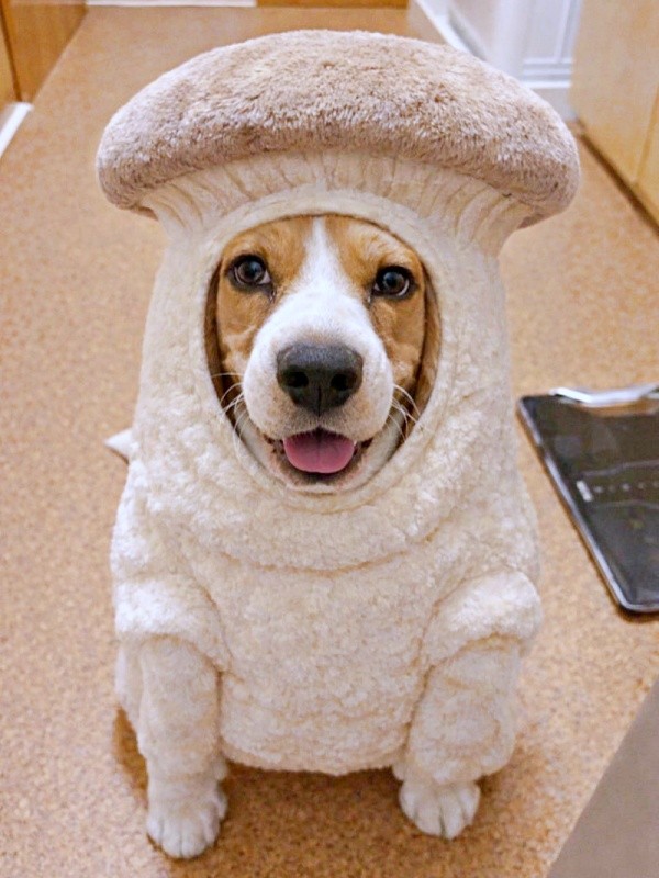 エリンギに変身！？ にっこり笑顔のふてちゃん（画像提供：ふてぶてしい犬さん）