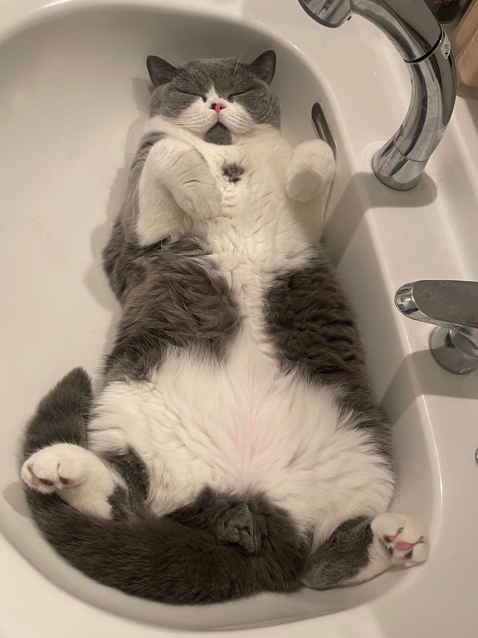 最近1日の7割ここにいる」意外な場所でスヤスヤ ひんやり涼む猫に