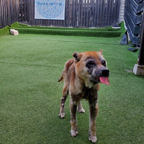 「ゆめまるHAPPY隊」では常時50匹がシェルターで暮らす。この子は皮膚状態が悪く治療中。健康状態に問題のある保護犬は多い