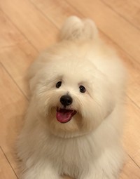 大きいマシュマロのようなソワレくん（提供：コトンドテュレアール 専門ブリーダーさん）