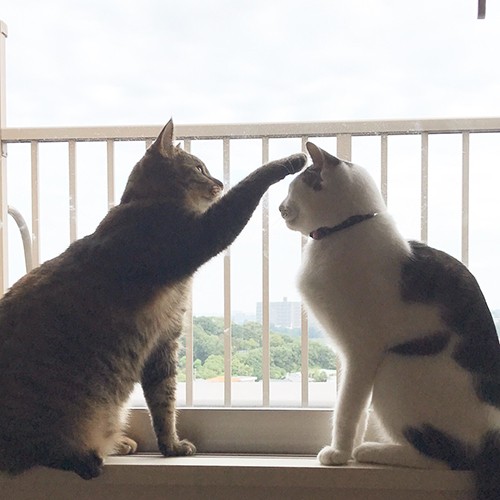 超ビビリな猫 2カ月まともに姿を見せず 今では肩をフミフミ Sippo シッポ