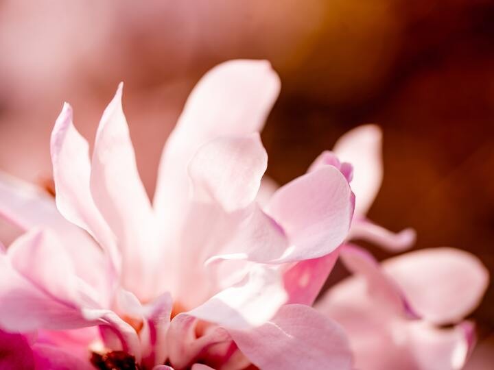 生理痛で休むのは甘え 男性には 知識 を 女性には 優しさ を かがみよかがみ