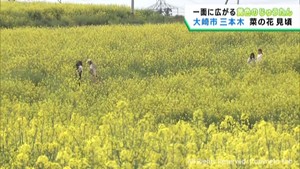 ２００万本の菜の花が見頃　宮城・大崎市三本木で菜の花まつり
