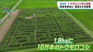 トウモロコシ畑の巨大迷路　イベント開始に向けて準備が進む　宮城・涌谷町