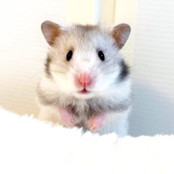 きょとん顔が愛らしいまろちゃん（画像提供：まろとsaeさん）