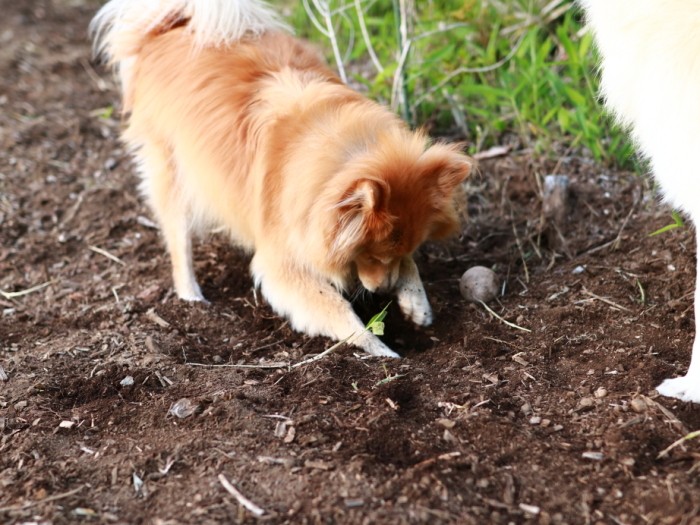 穴掘りが好きな福助