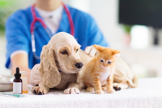 病院にいる犬と猫　※画像はイメージです（famveldman/stock.adobe.com）