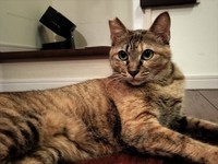 他の猫たちのお世話もしてくれるメルちゃん（画像提供：ムチミルさん）