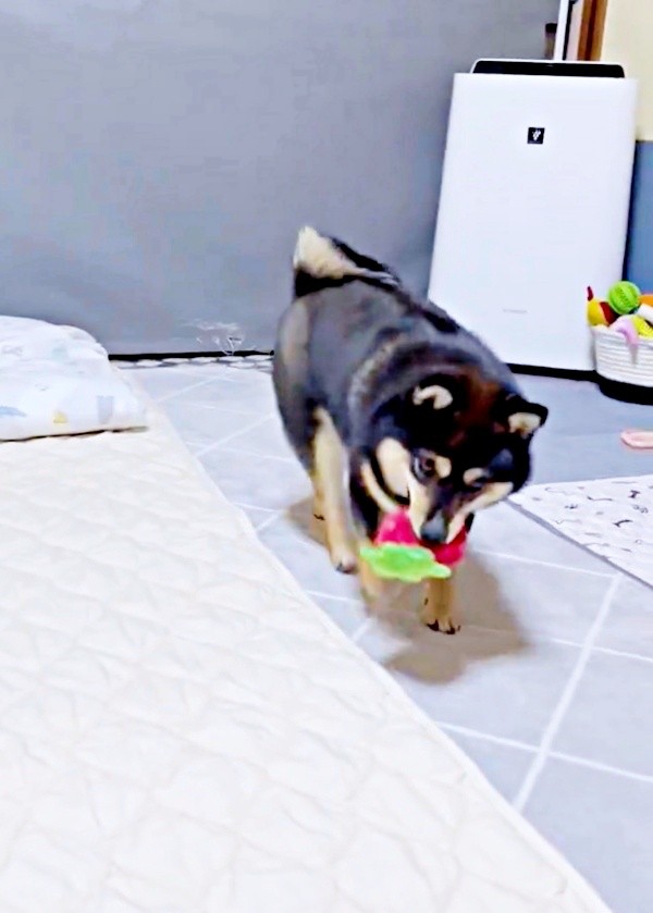 イチゴをくわえるこまちちゃん（画像提供：黒柴 こまちさん）