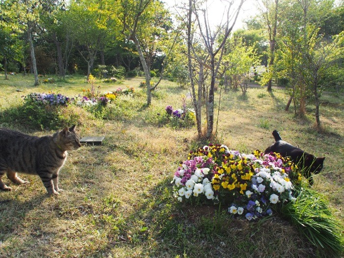 藪化防止のため、個人植樹はできないが、一年草は植えられる