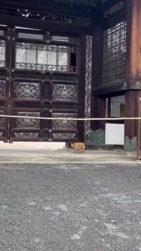 なんと、「勅使門」。 ※荒城祥善さんのX動画より抜粋