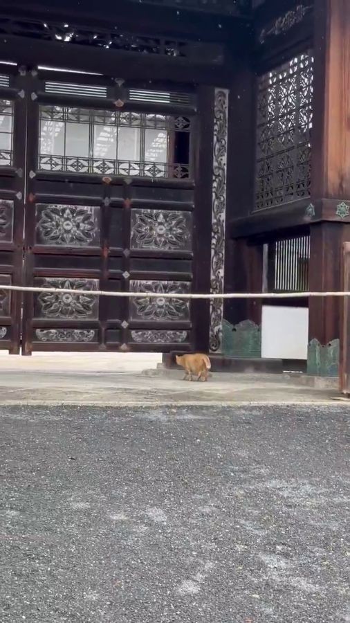 なんと、「勅使門」。 ※荒城祥善さんのX動画より抜粋