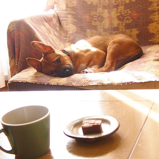 不思議なくらいおとなしい。今でも福は全く吠えることがない