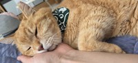 満足するまで飼い主さんに甘える日々