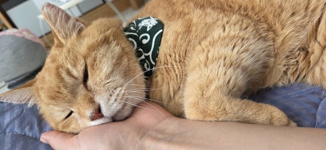 満足するまで飼い主さんに甘える日々